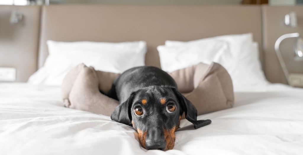 Cute dachshund dog lies in a dog bed at dog-friendly hotel.